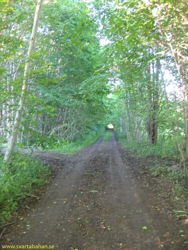 Banvallen mellan Västra Via och Vintrosa den 25 juni 2005. - klicka för att förstora