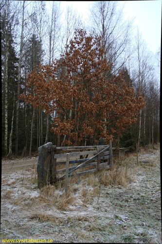 En grind mot banvallen mellan Fjugesta och Gropen den 20 december 2007. - klicka för att förstora En grind mot banvallen mellan Fjugesta och Gropen den 20 december 2007. - klicka för att förstora