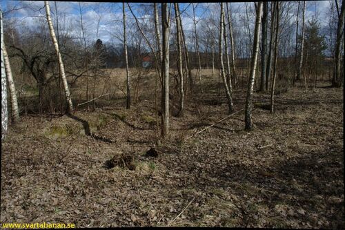 Rester av boställshuset i Latorpsbruk den 5 april 2008. - klicka för att förstora Rester av boställshuset i Latorpsbruk den 5 april 2008. - klicka för att förstora