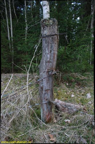 Stängselstolpe mellan Fjugesta och Gropen den 11 april 2008. - klicka för att förstora Stängselstolpe mellan Fjugesta och Gropen den 11 april 2008. - klicka för att förstora