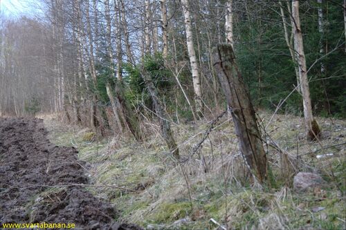 Stängselstolpar mellan Fjugesta och Gropen den 11 april 2008. - klicka för att förstora Stängselstolpar mellan Fjugesta och Gropen den 11 april 2008. - klicka för att förstora