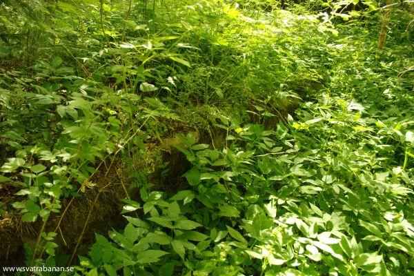 Rester av plattformen i Kvistbro den 30 maj 2008. - klicka för att stänga rutan