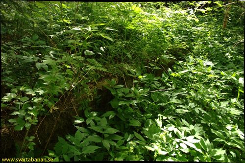 Rester av plattformen i Kvistbro den 30 maj 2008. - klicka för att förstora Rester av plattformen i Kvistbro den 30 maj 2008. - klicka för att förstora