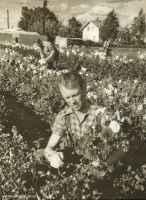 SJs växtdepå vid Örebro S på 1950-talet. Lennart Nilsson © Sveriges järnvägsmuseum