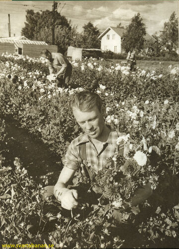 SJs växtdepå vid Örebro S på 1950-talet. - klicka för att förstora